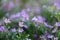 Cuphea hyssopifolia,violet small flowers in the garden