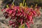 Cuphea Ignea, Cigarette bush, Firecracker plant
