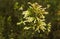 Cuphea Ignea, Cigarette bush, Firecracker plant fynbos