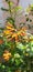 Cuphea Ignea Plant