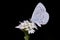 Cupido alcetas butterfly isolated on black background