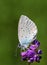 Cupido staudingeri , Staudinger`s blue butterfly