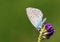 Cupido staudingeri , Staudinger`s blue butterfly