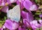 Cupido staudingeri , Staudinger`s blue butterfly o n flower