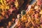 Cuple of man and woman with two cup of coffee on the ground with maple leaves in the autumn forest. Aerial view.