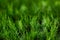 Cupressocyparis leylandii, a species of garden fence grasses
