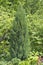 Cupressus is a genus of evergreen trees and shrubs of the Cypress family with pyramidal or spreading crown