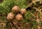 Cupressus Macrocarpa Seed Pods