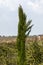 Cupressus sempervirens