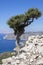 Cupressus sempervirens evergreen Mediterranean cypress tree on the rock on Rhodes island, Greece