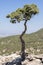 Cupressus sempervirens evergreen Mediterranean cypress tree on the rock on Rhodes island, Greece