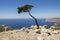 Cupressus sempervirens evergreen Mediterranean cypress tree on the rock on Rhodes island, Greece