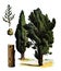 Cupressus sempervirens or Mediterranean cypress or Italian cypress tree / Antique engraved illustration from from La Rousse XX Sci