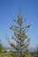 Cupressus sempervirens is a species of cypress native to the eastern Mediterranean region. Kolympia, Rhodes, Greece