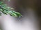 Cupressus tree green leaves closeup view covered with rain drops. Blurred background.