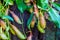 Cups of a pitcher plant with leaves in closeup, nephenthes specie, tropical carnivorous plants