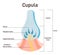 Cupula, vestibular system organ. Inner ear ampullary cupula providing