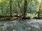 Curak stream near the Zeleni vir picnic area in Gorski kotar - Vrbovsko, Croatia / Potok Curak kod izletiÅ¡ta Zeleni vir