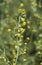 Curative Artemisia absinthium