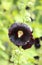 Curative black Alcea rosea