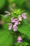 Curative black horehound flower blooming