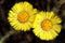 Curative coltsfoot flower Tussilago farfara