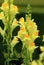 Curative common toadflax flower blooming