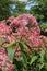 Curative flower Eupatorium cannabinum blooming