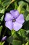 Curative flower Vinca minor blooming