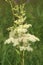 Curative meadowsweet flower white blooming