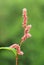 Curative redshank flower in blossom