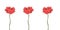 Curb color of poppies on a white background.