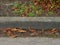 Curbstone in autumn with weeds  foliage