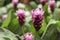 Curcuma alismatifolia flowers