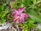 Curcuma australasica native turmeric wild turmeric in the garden