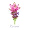 Curcuma flower watercolor illustration. Hand painted blooming turmeric plant. Curcuma bright pink blossom. Ginger family