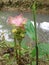 curcuma longa, turmeric flower,