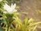 Curcuma parviflora looming.