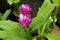 Curcuma sessilis flower or pink siam tulip.