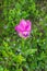 Curcuma sessilis flower in Thailand