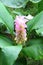 Curcuma sessilis Gage