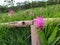 Curcuma sessilis Gage garden mountain pink big beatiful thailand white green