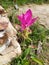 Curcuma sessilis Gage garden mountain pink big beatiful thailand white green