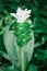 Curcuma sessilis is a herbaceous plant