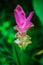 Curcuma sessilis is a herbaceous plant