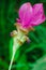 Curcuma sessilis is a herbaceous plant