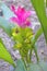 Curcuma zanthorrhiza flower