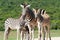 Cure zebra group in bright sunshine on a safari in South Africa