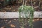 Curio rowleyanus in white pot hanging in shop, flower market. Curio rowleyanus, String of Pearls, Senecio rowleyanus, perennial