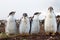 Curios Gentoo Penguin chick